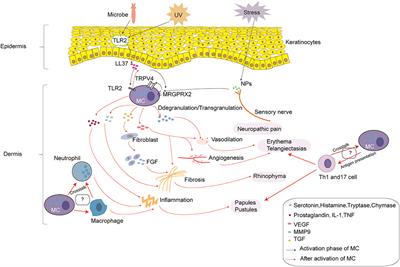 Frontiers | The Theranostics Role Of Mast Cells In The Pathophysiology ...